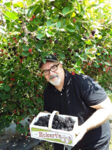 frank bills picking berries
